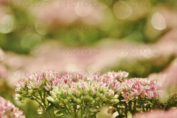 Showy stonecrop (Sedum spectabile) with morning dew, late summer, Germany, Europe
