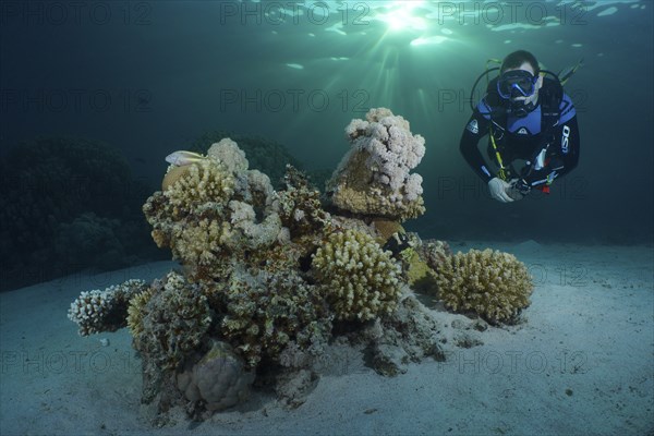 Diver looking at coral block, hard corals, soft corals in the evening light. Rays of sunlight. Dive