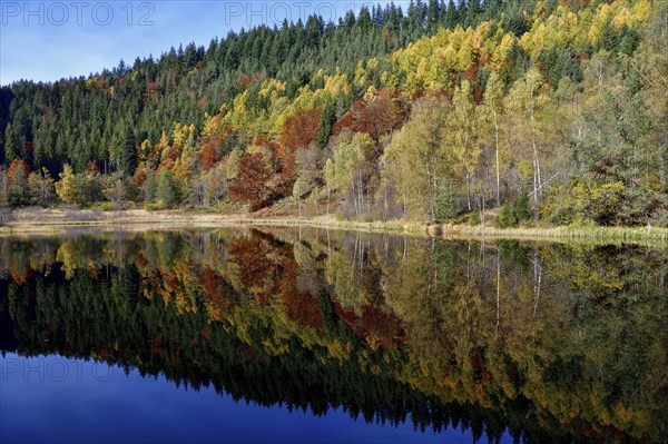 Trees reflected in the Sankenbachsee, Karsee, autumn, near Baiersbronn, Freudenstadt district,