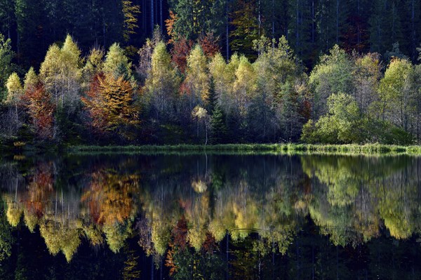 Trees reflected in the Sankenbachsee, Karsee, autumn, near Baiersbronn, Freudenstadt district,