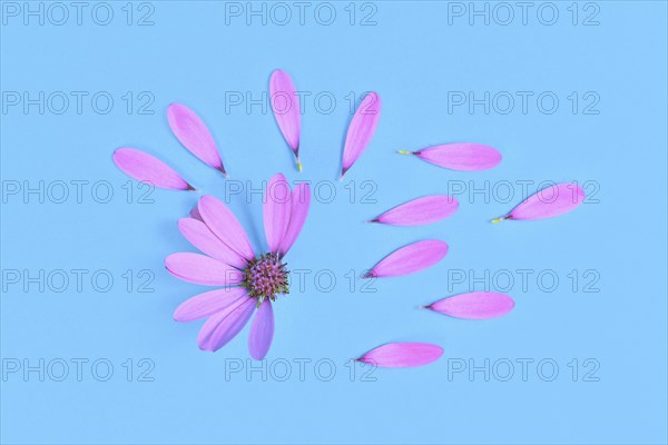 Daisy flower with picked off petals on blue background