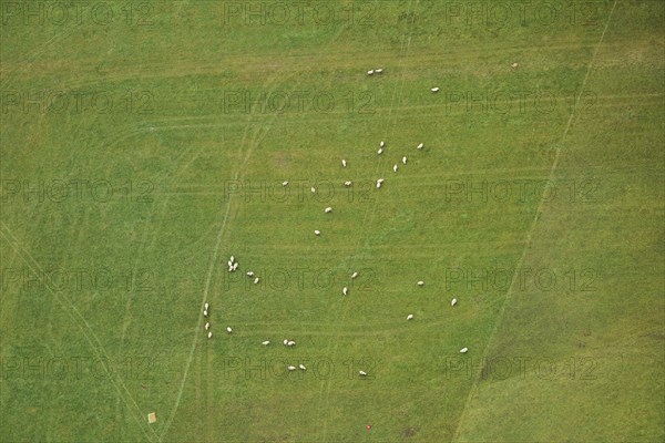 Aerial view of sheeps on a meadow in the area around Neumarkt in der Oberpfalz, Bavaria, Germany,