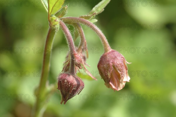 Water avens (Geum rivale), medicinal plant, medicinal use