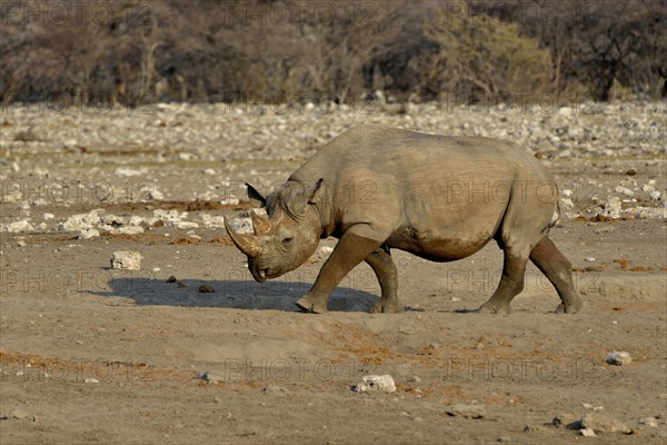 Hook-lipped rhinoceros or Black rhinoceros (Diceros bicornis), Chudop, Etosha National Park,