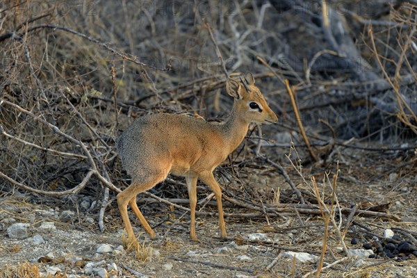 Kirk's Dik Dik (Madoqua kirkii), Etosha National Park, Namibia, Africa