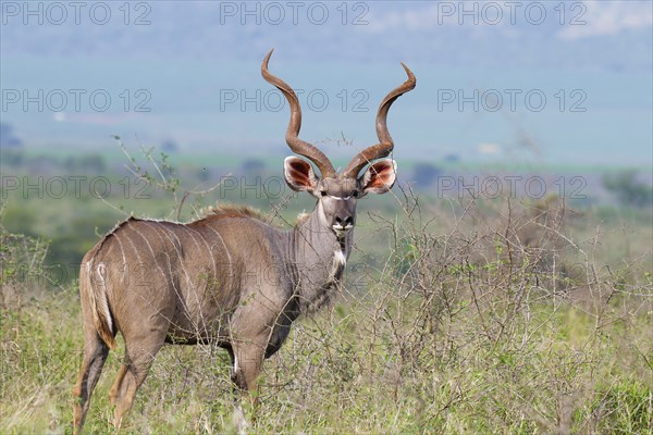 Male Greater kudu (Tragelaphus strepsiceros) in the savannah, Kwazulu Natal Province, South Africa,