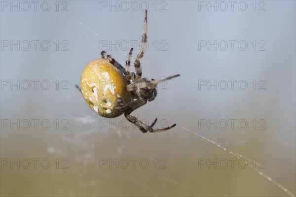 Four-spot orb weaver (Araneus quadratus), Emsland, Lower Saxony, Germany, Europe