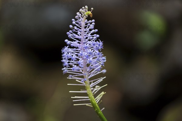 Blossom of the blue lily (Merwilla plumbea), Madeira, Portugal, Europe