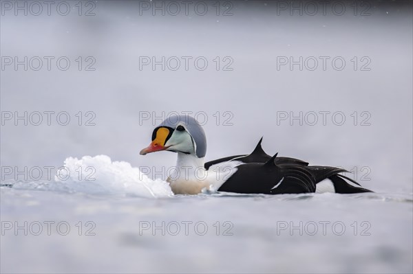 King eider (Somateria spectabilis), male, Batsfjord, Båtsfjord, Varanger Peninsula, Finnmark,