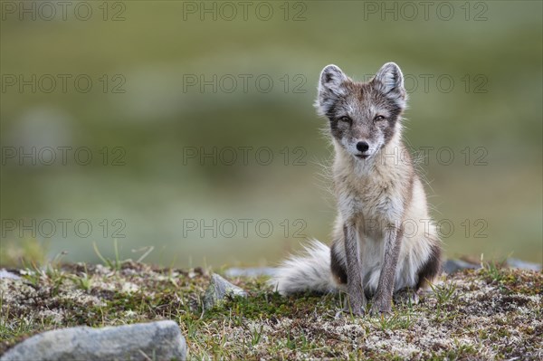 Arctic fox (Vulpes lagopus), female sitting, Varanger, Finnmark, Norway, Europe