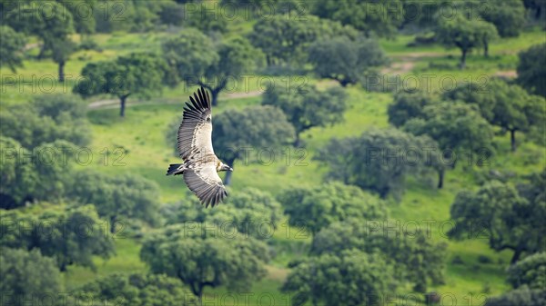 Griffon Vulture (Gyps fulvus) Old World Vulture, flying, circling over olive grove, foraging in the
