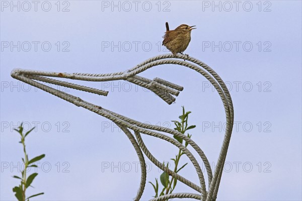 Eurasian wren (Troglodytes troglodytes) perched on metal garden ornament