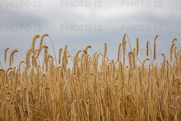 Grain field, ripe barley (Hordeum vulgare), Rhineland-Palatinate, Germany, Europe
