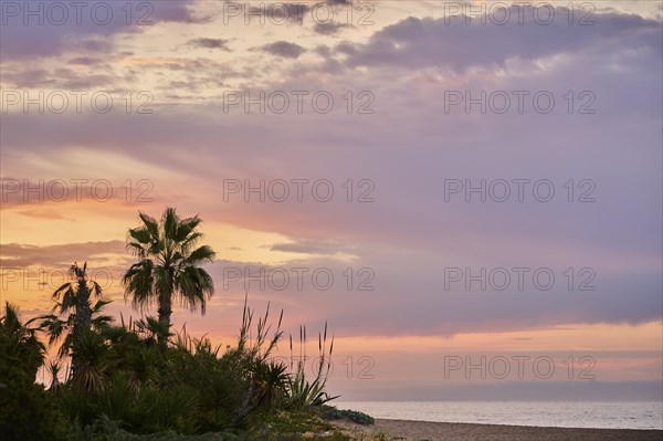 Mexican fan palm (Washingtonia robusta) at sunrise growing on a beach near Tarragona, Catalonia,