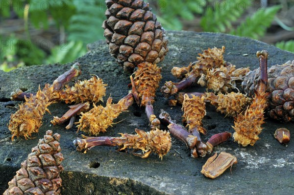 Cones of scots pine (Pinus sylvestris), stripped by red eurasian red squirrel (Sciurus vulgaris) on