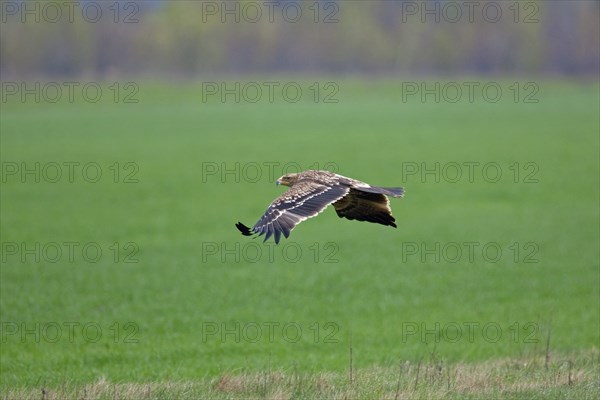 Eastern imperial eagle (Aquila heliaca) flying over field, Austria, Europe