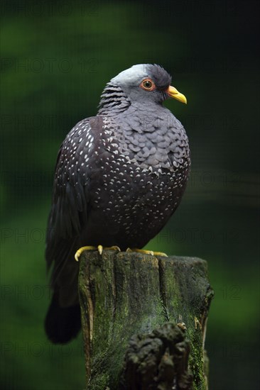 African olive pigeon (Columba arquatrix)