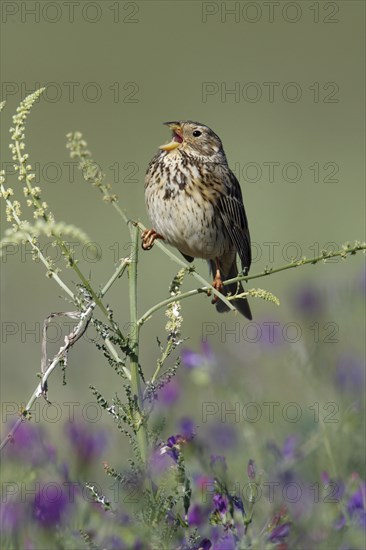 Corn Bunting (Miliaria calandra) Portugal