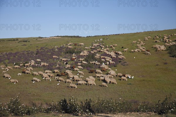 Domestic sheep on pasture, San Marcos nature reserve, Alentejo, sheep, sheep flock, Portugal,