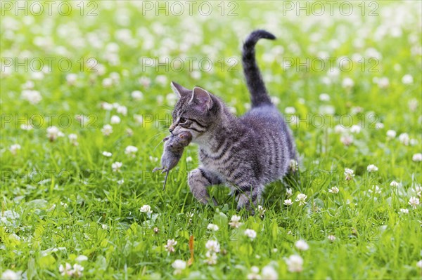 House cat, Kitten with mouse, tabby mackerel