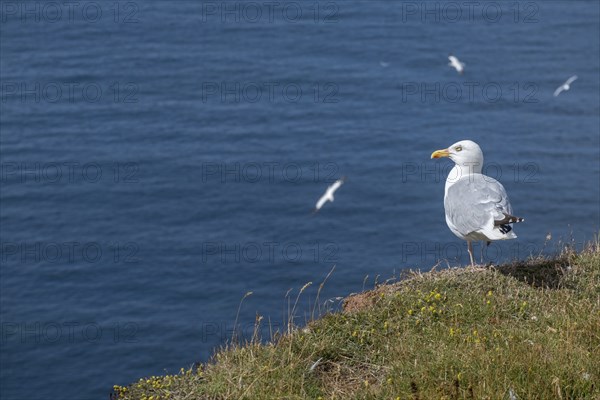 European herring gull (Larus argentatus), Oberland, Helgoland Island, Germany, Europe