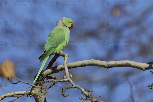 Rose-ringed parakeet (Psittacula krameri) sitting on a branch, palace gardens Biebrich, Wiesbaden,