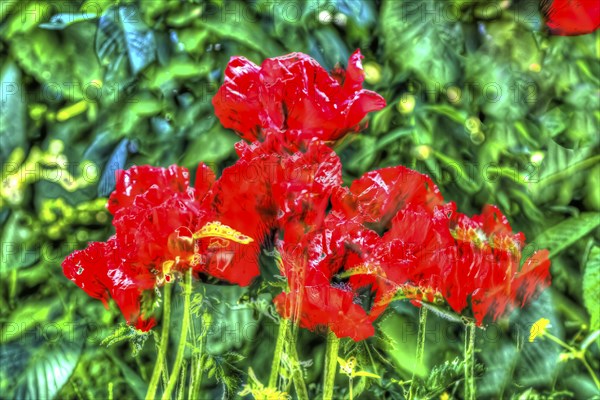 Oil painting, bright flowers, red blossom, poppy (Papaver), flowers creative, different plants