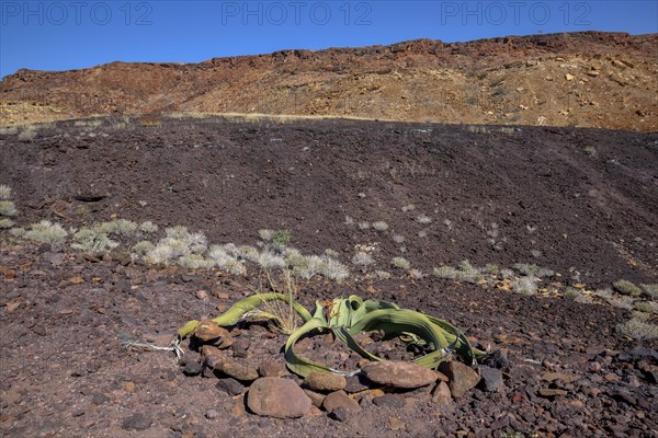Welwitschia (Welwitschia mirabilis), Burnt Mountain, near Twyfelfontein, Kunene Region, Namibia,