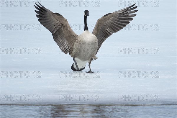Canada goose -branta canadensis- landing on a frozen lake