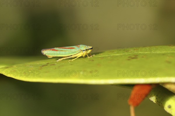 Rhododendron (Rhododendron) leafhopper (Graphocephala fennahi) sitting on leaf of a rhododendron,