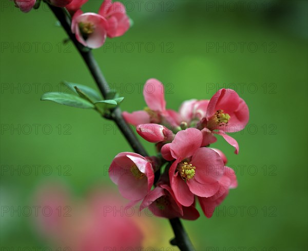 Ornamental quince (Chaenomeles japonica), blooms