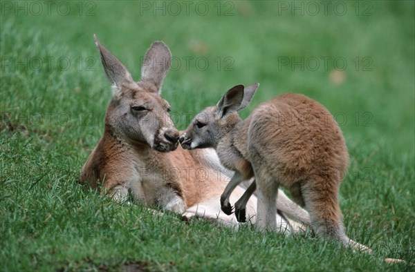 Red kangaroos, Female with young, Red (Macropus rufus) giant kangaroo