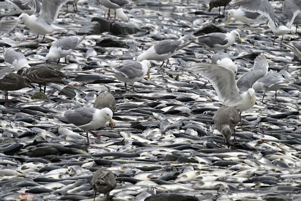 Thousands of dead pink salmons (Oncorhynchus gorbuscha) lie on the Pacific beach and seagulls peck