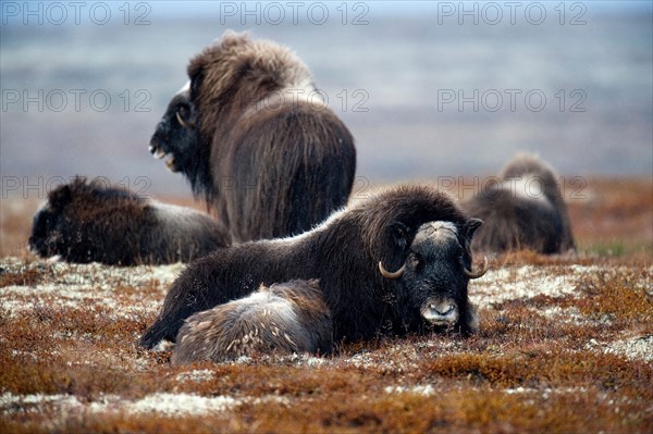 Musk ox (Ovibos moschatus), autumn, Dovrefjell National Park, Norway, Europe