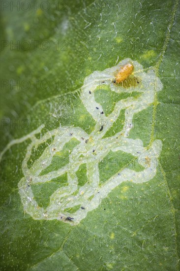 Close-up, leaf with larva of leaf blotch miner (Gracillariidae), leaf miners, Ternitz, Lower