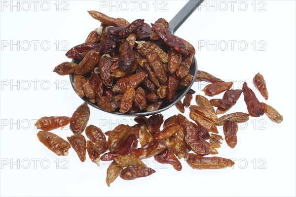 Chilli of the species Pequin or sweet pepper (Capsicum) annuum Pequin, one of the original forms of