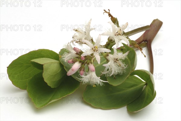 Bog bean (Menyanthes trifoliata) or bitter clover, medicinal plant