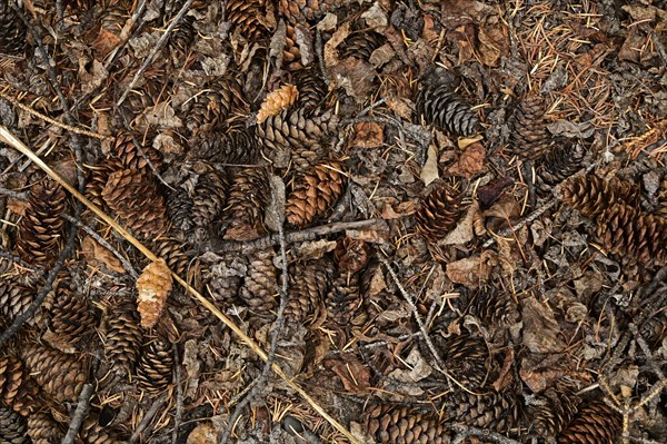 Fir cones of Douglas fir (Pseudotsuga menziesii) lying on the ground, Vancouver Island, Canada,