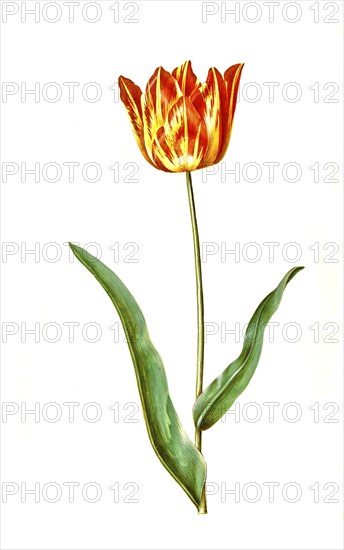 Garden tulip (Tulipa), variation of the tulip gesneriana, Historic, digitally restored reproduction