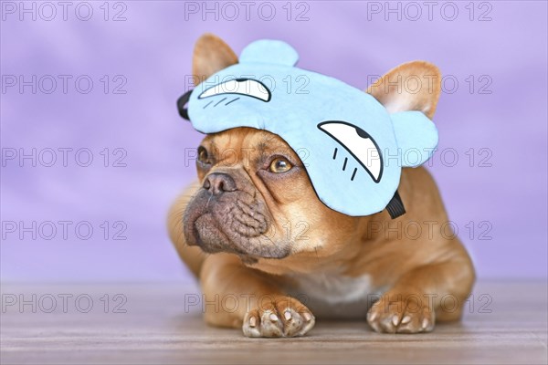 French Bulldog dog wearing funny sleeping mask with grumpy bear hat on head