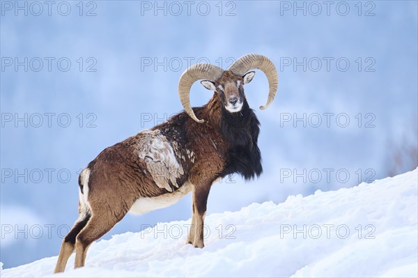European mouflon (Ovis aries musimon) ram on a snowy meadow in the mountains in tirol, Kitzbühel,