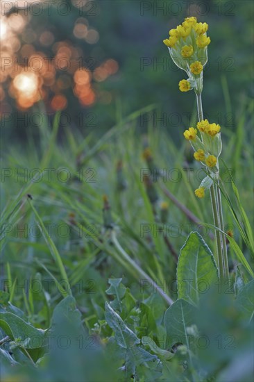 Cowslip (Primula veris), backlit flower, medicinal plant, Peene Valley River Landscape Nature Park,