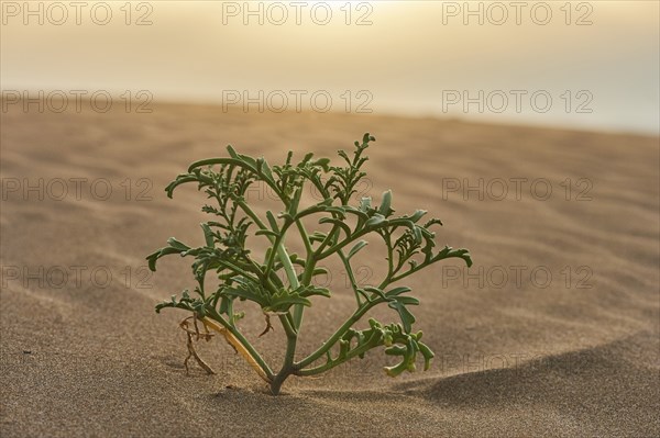 European searocket (Cakile maritima) growing in the sand on the beach, "Platja del Fangar", nature