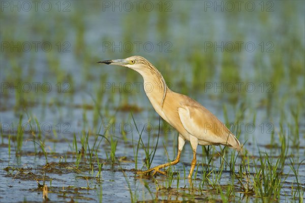 Squacco heron (Ardeola ralloides) in a paddy field, hunting, ebro delta, Catalonia, Spain, Europe