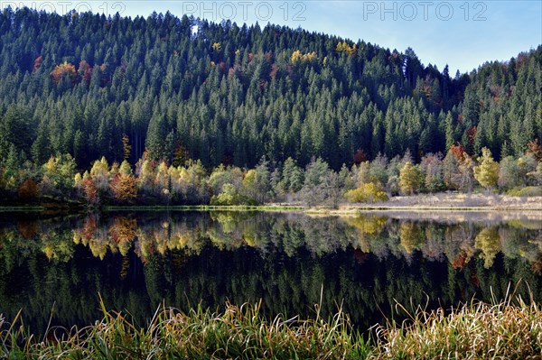 Trees reflected in the Sankenbachsee, Karsee, autumn, near Baiersbronn, Freudenstadt district,