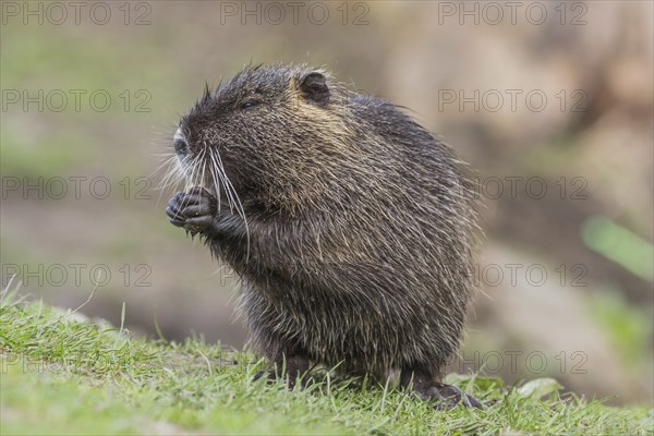 Nutria (Myocastor coypus) sits in a meadow and eats, Lower Austria, Austria, Europe