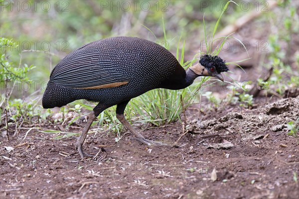 Crested guineafowl or Southern Crested Guineafowl (Guttera edouardi), Kwazulu Natal Province, South
