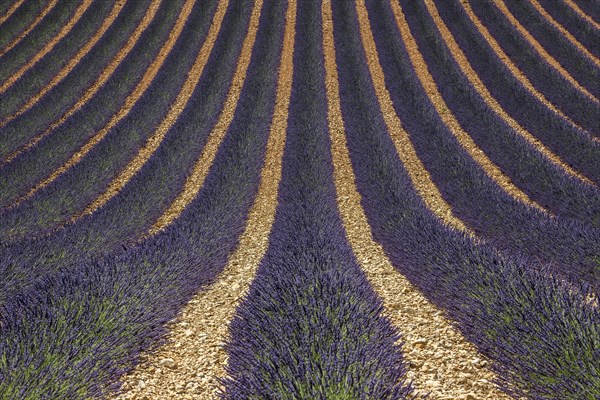 Wavy lavender field, flowering true lavender (Lavandula angustifolia), D56, between Valensole and