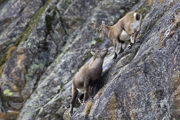 Young male Alpine ibex (Capra ibex) with small horns and juvenile in rock face in winter, Gran