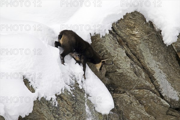 Chamois (Rupicapra rupicapra) coming down sheer rock face in the snow in winter, Gran Paradiso